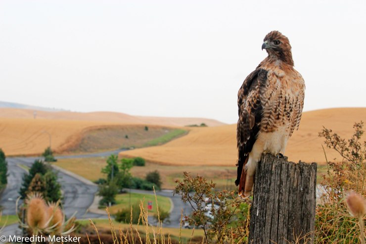 CLO - REd-tailed Hawk