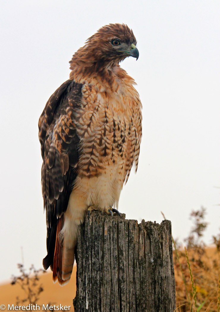 A juvenile red-tailed hawk rests on a fence post in Pullman on Aug. 2, 2013.