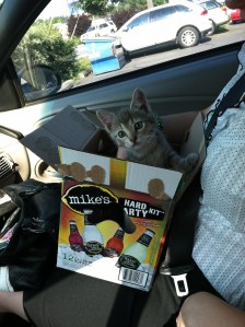 Having to take said cat to her first vet appointment in an empty Mike's Hard Lemonade box because I didn't have a carrier yet. #Adulting